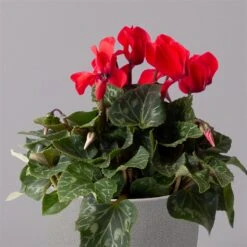 Alpenveilchen, Rot, Topf-Ø 10,5 Cm, Höhe Ca. 23 Cm, 6er-Set -Gartengeschäft 0210600490 Cyclamen Mix T10 6er Set 2 115235