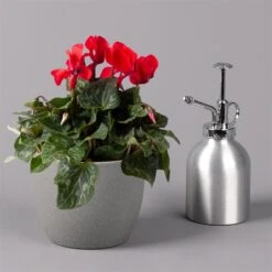 Alpenveilchen, Rot, Topf-Ø 10,5 Cm, Höhe Ca. 23 Cm, 6er-Set -Gartengeschäft 0210600490 Cyclamen Mix T10 6er Set 3 115236