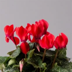 Alpenveilchen, Rot, Topf-Ø 10,5 Cm, Höhe Ca. 23 Cm, 6er-Set -Gartengeschäft 0210600490 Cyclamen Mix T10 6er Set 4 115237