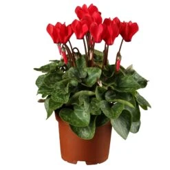 Alpenveilchen, Rot, Topf-Ø 10,5 Cm, Höhe Ca. 23 Cm, 6er-Set -Gartengeschäft 0210600493 Cyclamen rot 6er Set 1
