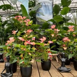 Flamingoblume 'LiviumRed' Rot-weiß Gestreift, Topf-Ø 17 Cm -Gartengeschäft 0210650561 0210650616 0210650617 Anthurium Livium Red T14 T21 10 126733