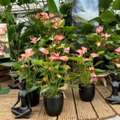 Flamingoblume 'LiviumRed' Rot-weiß Gestreift, Topf-Ø 17 Cm -Gartengeschäft 0210650561 0210650616 0210650617 Anthurium Livium Red T14 T21 11 126737