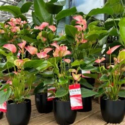 Flamingoblume 'LiviumRed' Rot-weiß Gestreift, Topf-Ø 17 Cm -Gartengeschäft 0210650561 0210650616 0210650617 Anthurium Livium Red T14 T21 7 126736