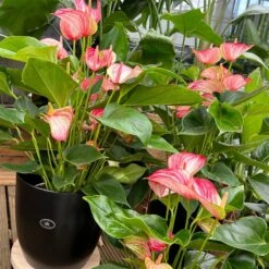 Flamingoblume 'LiviumRed' Rot-weiß Gestreift, Topf-Ø 17 Cm -Gartengeschäft 0210650561 0210650616 0210650617 Anthurium Livium Red T14 T21 8 126735