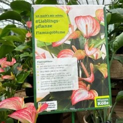Flamingoblume 'LiviumRed' Rot-weiß Gestreift, Topf-Ø 17 Cm -Gartengeschäft 0210650561 0210650616 0210650617 Anthurium Livium Red T14 T21 9 126734