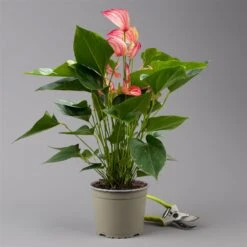 Flamingoblume 'LiviumRed' Rot-weiß Gestreift, Topf-Ø 17 Cm -Gartengeschäft 0210650617 Anthurium Livium Red T17 H55 2 126780