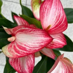 Flamingoblume 'LiviumRed' Rot-weiß Gestreift, Topf-Ø 17 Cm -Gartengeschäft 0210650617 Anthurium Livium Red T17 H55 13 126753