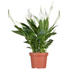 Luftreinigender Mix Für Sonnig/halbschattige Standorte, Topf 12 Cm Ø -Gartengeschäft 0210660047 Spathiphyllum Bellini 13cm T H40cm Decorum Plants 1