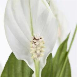 Einblatt 'Bellini' In Übertopf Vibes Gelb, Topf-Ø 13 Cm, Höhe Ca. 30 Cm -Gartengeschäft 0210660098 0210660099 0210660100 0210660101 Spathiphyllum Bellini 1 124913