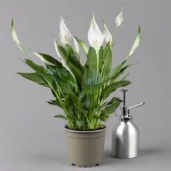 Einblatt 'Bellini' In Übertopf Vibes Gelb, Topf-Ø 13 Cm, Höhe Ca. 30 Cm -Gartengeschäft 0210660098 0210660099 0210660100 0210660101 Spathiphyllum Bellini 124912