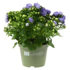 Glockenblume 'Like Mee'®, Blau Und Weiß, Topf-Ø 10,5 Cm, Höhe Ca. 15 Cm, 6er-Set -Gartengeschäft 0210800201 Campanula Like Mee blau 6er Set 6xblau 105cm Topf2