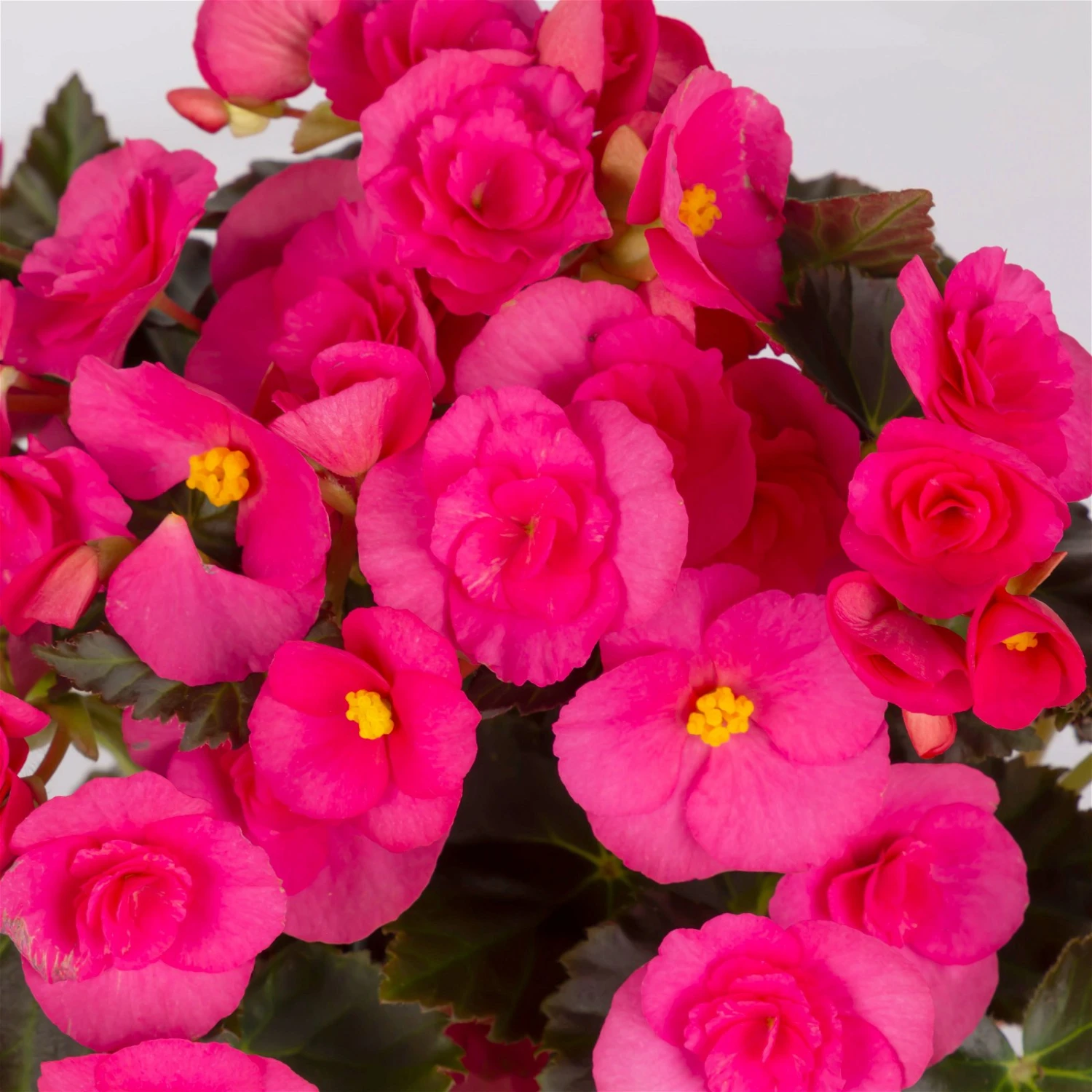 Elatior-Begonie, Topf-Ø 14 Cm, Rosatöne, Höhe Ca. 20-27 Cm, 4er-Set 5 Elatior-Begonie, Topf-Ø 14 Cm, Rosatöne, Höhe Ca. 20-27 Cm, 4er-Set – Bild 5