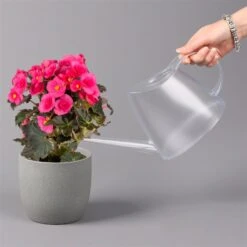 Elatior-Begonie, Topf-Ø 14 Cm, Rosatöne, Höhe Ca. 20-27 Cm, 4er-Set 10 Elatior-Begonie, Topf-Ø 14 Cm, Rosatöne, Höhe Ca. 20-27 Cm, 4er-Set -Gartengeschäft 0210900296 Begonia Elatior rosa 42