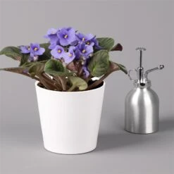 Usambaraveilchen In Keramiktopf Dallas Weiß, Hellblau, Topf-Ø 12 Cm, 3er-Set -Gartengeschäft 0210950108 Saintpaulia hellblau in Topf Dallas weiss H20cm T14cm 3erSet1 116528