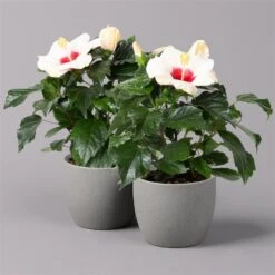 Hibiskus, Weiß, Topf-Ø 13 Cm, Höhe Ca. 35 Cm, 2er-Set