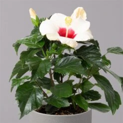 Hibiskus, Weiß, Topf-Ø 13 Cm, Höhe Ca. 35 Cm, 2er-Set 10 Hibiskus, Weiß, Topf-Ø 13 Cm, Höhe Ca. 35 Cm, 2er-Set -Gartengeschäft 0213100220 Hibiscus ohne Topf weiss 2er Set 3
