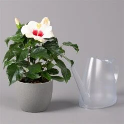 Hibiskus, Weiß, Topf-Ø 13 Cm, Höhe Ca. 35 Cm, 2er-Set 11 Hibiskus, Weiß, Topf-Ø 13 Cm, Höhe Ca. 35 Cm, 2er-Set -Gartengeschäft 0213100220 Hibiscus ohne Topf weiss 2er Set 4