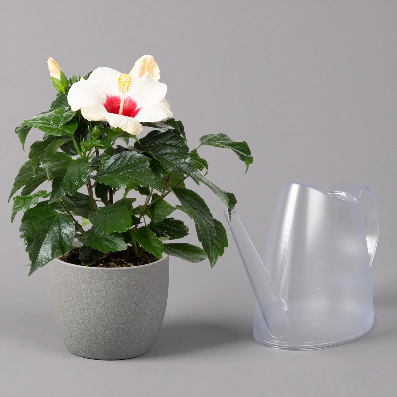 Hibiskus, Weiß, Topf-Ø 13 Cm, Höhe Ca. 35 Cm, 2er-Set 4 Hibiskus, Weiß, Topf-Ø 13 Cm, Höhe Ca. 35 Cm, 2er-Set – Bild 4