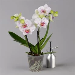 Phalaenopsis 'Spirit' Weiß Gesprenkelt, 2 Rispen, Topf-Ø 12 Cm, Höhe Ca. 50 Cm