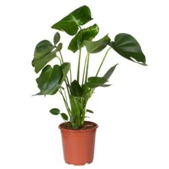 Monstera Deliciosa, Topf-Ø 21 Cm, Höhe Ca. 50-70 Cm -Gartengeschäft 0220107660 Monstera Busch 2
