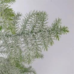 Zimmertanne, Beschneit, Topf-Ø 14 Cm, Höhe Ca. 45 Cm -Gartengeschäft 0220108508 Araucaria heterophylla beschneit T14cm H45cm 2 116328