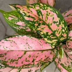 Aglaonema 'Pink', Topf-Ø 12 Cm 14 Aglaonema 'Pink', Topf-Ø 12 Cm -Gartengeschäft 0220108587 Aglaonema Pink 12cmT 8 125665