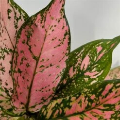 Aglaonema 'Pink', Topf-Ø 12 Cm 13 Aglaonema 'Pink', Topf-Ø 12 Cm -Gartengeschäft 0220108587 Aglaonema Pink 12cmT 9 125664