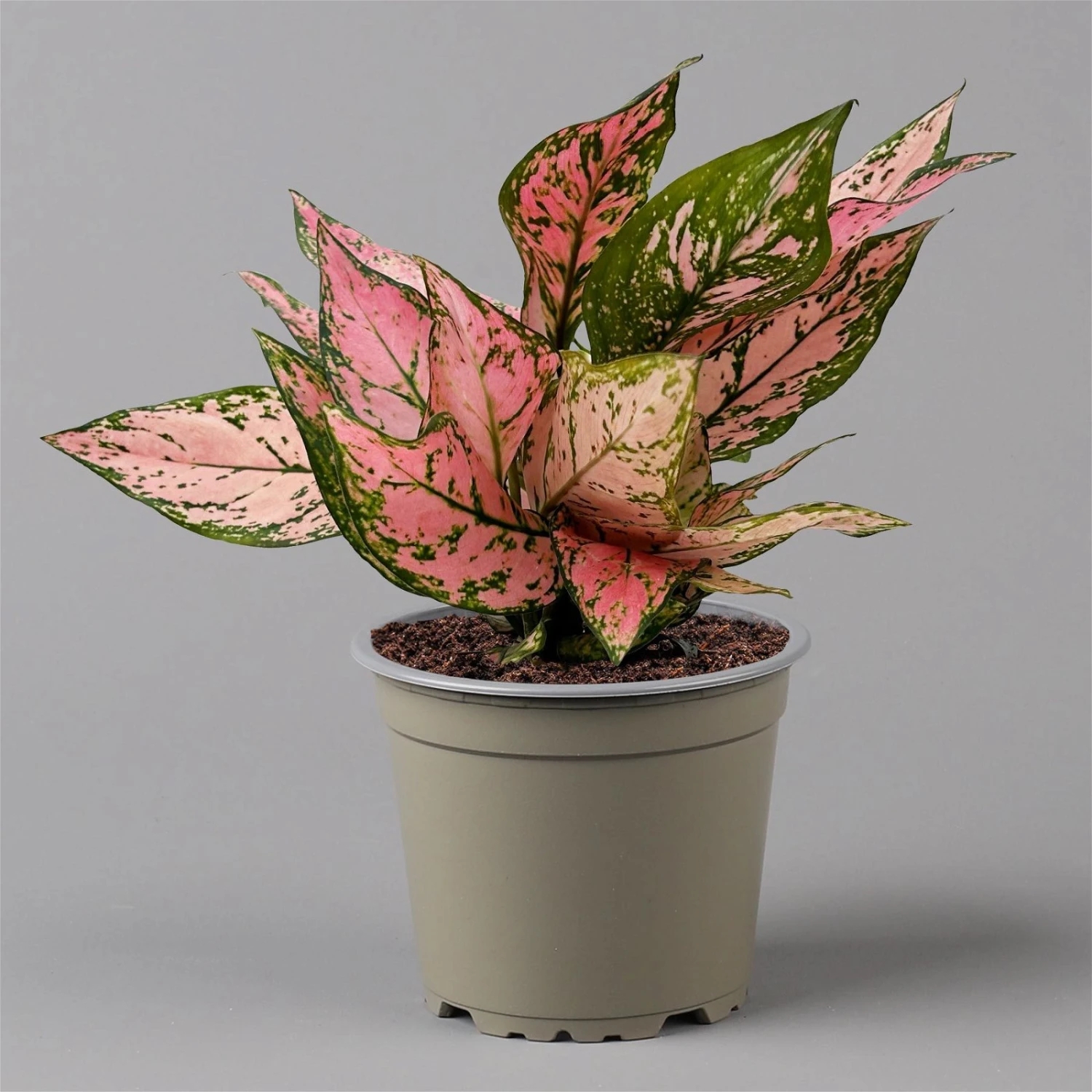 Aglaonema 'Pink', Topf-Ø 12 Cm 7 Aglaonema 'Pink', Topf-Ø 12 Cm – Bild 7