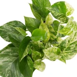 Grünpflanzen Trend-Mix Für Halbschattig/schattige Standorte, Topf 12 Cm Ø -Gartengeschäft 0220150063