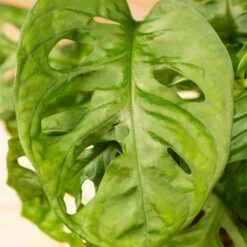 Grünpflanzen Trend-Mix Für Halbschattig/schattige Standorte, Topf 12 Cm Ø -Gartengeschäft 0220150063 6