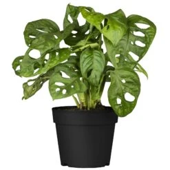 Grünpflanzen Trend-Mix Für Halbschattig/schattige Standorte, Topf 12 Cm Ø -Gartengeschäft 0220150063 7