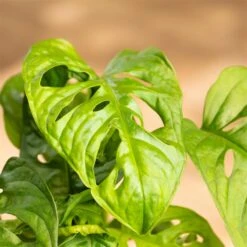 Grünpflanzen Trend-Mix Für Halbschattig/schattige Standorte, Topf 12 Cm Ø -Gartengeschäft 0220150063 8