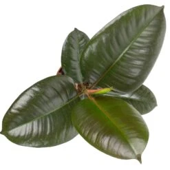 Grünpflanzen Trend-Mix Für Halbschattig/schattige Standorte, Topf 12 Cm Ø -Gartengeschäft 0220150064 3