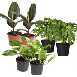 Grünpflanzen Trend-Mix Für Halbschattig/schattige Standorte, Topf 12 Cm Ø