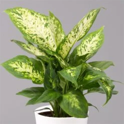 Dieffenbachie 'Compacta' Mit Keramiktopf Dallas Weiß, Topf-Ø12cm, 2er-Set -Gartengeschäft 0220170084 Dieffenbachia Compacta mit Topf Dallas weiss 2