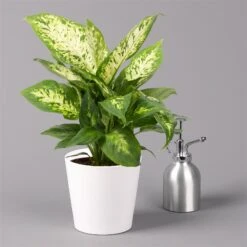 Dieffenbachie 'Compacta' Mit Keramiktopf Dallas Weiß, Topf-Ø12cm, 2er-Set -Gartengeschäft 0220170084 Dieffenbachia Compacta mit Topf Dallas weiss 3