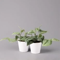 Scindapsus Pictus 'Trebie' In Keramiktopf Dallas Weiß, Topf-Ø 12 Cm