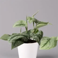 Scindapsus Pictus 'Trebie' In Keramiktopf Dallas Weiß, Topf-Ø 12 Cm -Gartengeschäft 0220180202 Scindapsus pictus Trebie mit Dallas weiss 12cm WS 2