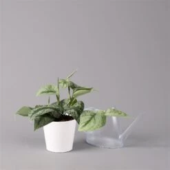 Scindapsus Pictus 'Trebie' In Keramiktopf Dallas Weiß, Topf-Ø 12 Cm -Gartengeschäft 0220180202 Scindapsus pictus Trebie mit Dallas weiss 12cm WS 3