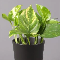 Efeutute Mit Topf Dallas Anthrazit, Topf-Ø 12 Cm, Höhe Ca. 15 Cm, 2er-Set -Gartengeschäft 0220180203 Epipremnum pinn in Topf Dallas anthrazit 22