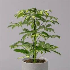 Strahlenaralie 'Gerda', Topf-Ø 13 Cm, Höhe Ca. 55 Cm, 3er-Set -Gartengeschäft 0220550555 Schefflera ar Gerda 3er Set 13cm WS 22
