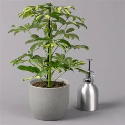 Strahlenaralie 'Gerda', Topf-Ø 13 Cm, Höhe Ca. 55 Cm, 3er-Set -Gartengeschäft 0220550555 Schefflera ar Gerda 3er Set 13cm WS 32