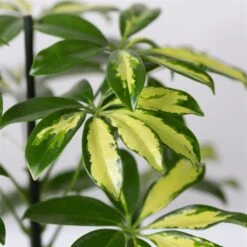 Strahlenaralie 'Gerda', Topf-Ø 13 Cm, Höhe Ca. 55 Cm, 3er-Set -Gartengeschäft 0220550555 Schefflera ar Gerda 3er Set 13cm WS 42