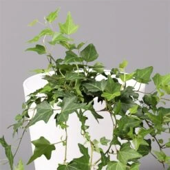 Hedera Helix In Keramiktopf Dallas Weiß, Topf-Ø 12/13 Cm, 2er-Set -Gartengeschäft 0220650241 Hedera gruen in Topf Dallas weiss 2