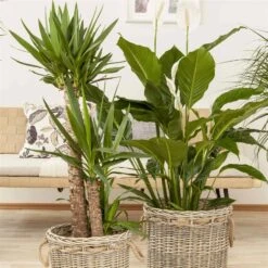 Palmlilie, Topf-Ø 21 Cm, Höhe Ca. 100 Cm -Gartengeschäft 0220850207 Yucca eleph Yucca 3er Tuff