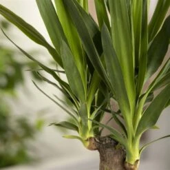 Palmlilie, Topf-Ø 21 Cm, Höhe Ca. 100 Cm -Gartengeschäft 0220850207 Yucca eleph Yucca 3er Tuff1