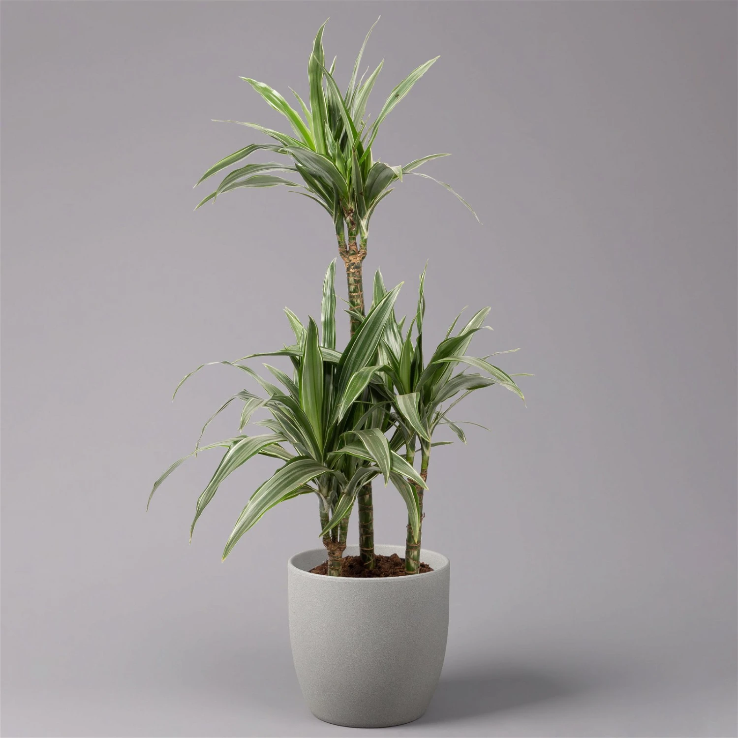 Duftender Drachenbaum 'Warneckii', Topf-Ø 21 Cm, Höhe Ca. 115 Cm 1 Duftender Drachenbaum 'Warneckii', Topf-Ø 21 Cm, Höhe Ca. 115 Cm