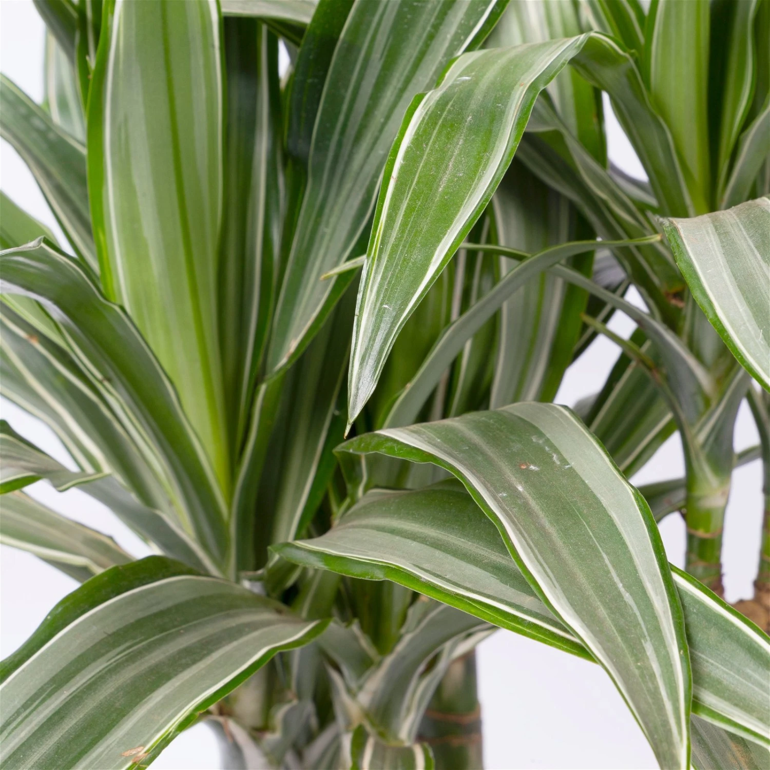 Duftender Drachenbaum 'Warneckii', Topf-Ø 21 Cm, Höhe Ca. 115 Cm 4 Duftender Drachenbaum 'Warneckii', Topf-Ø 21 Cm, Höhe Ca. 115 Cm – Bild 4