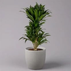 Duftender Drachenbaum 'Compacta', Verzweigt, Topf-Ø 24 Cm, Höhe Ca. 80 Cm