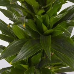 Duftender Drachenbaum 'Compacta', Verzweigt, Topf-Ø 24 Cm, Höhe Ca. 80 Cm -Gartengeschäft 0221400013 Dracaena Compacta verzweigt KB 24cm 4